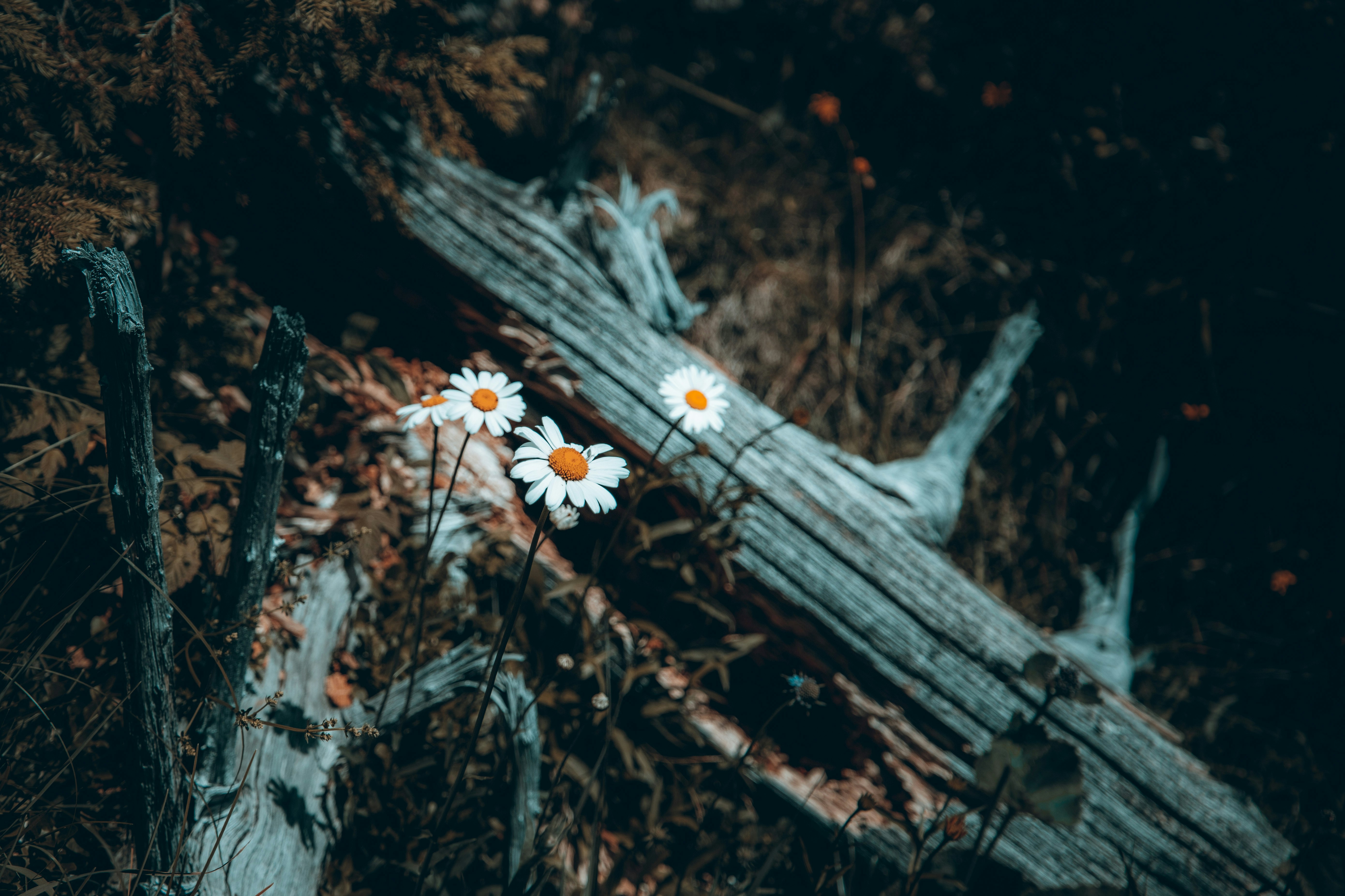 white and yellow flowers on brown tree trunk